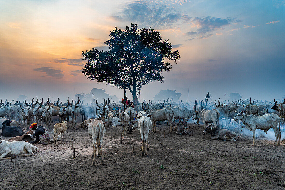 Viehlager bei Sonnenuntergang, Mundari-Stamm, Südsudan, Afrika