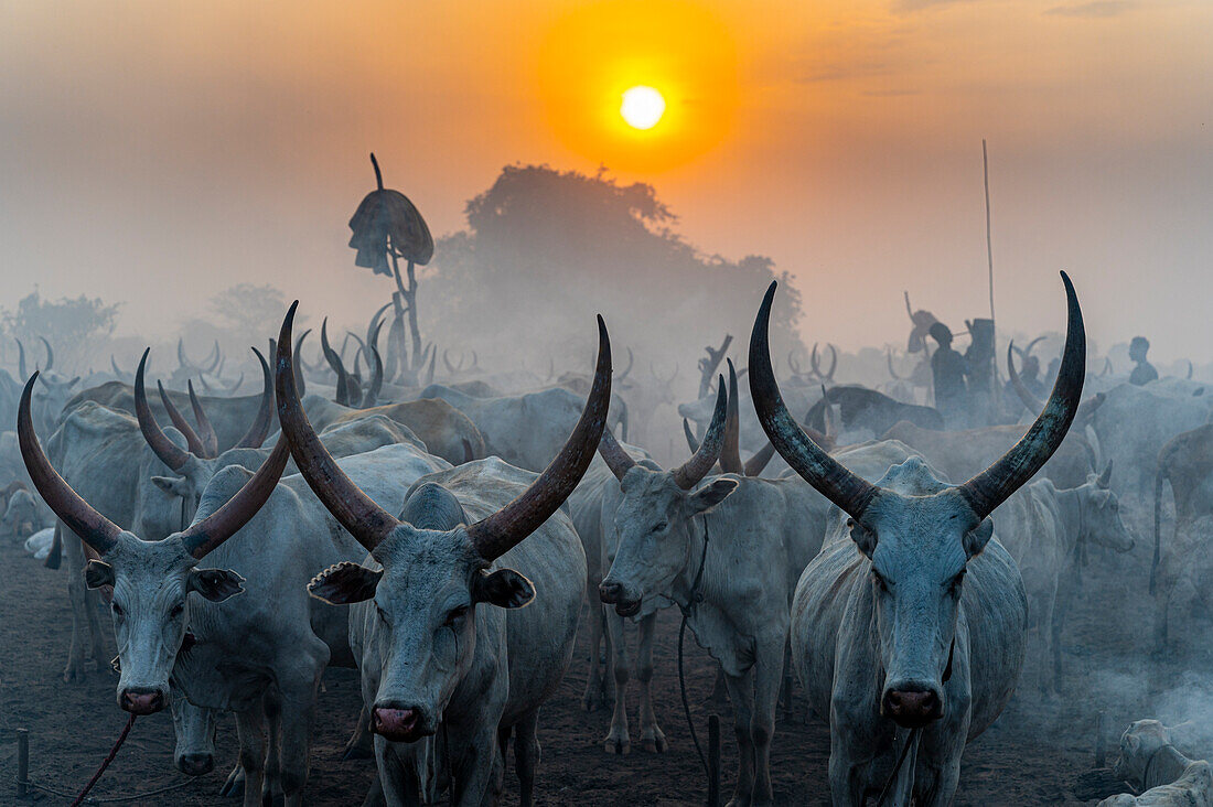 Cows from the Mundari tribe coming back to their camp at sunset, South Sudan, Africa