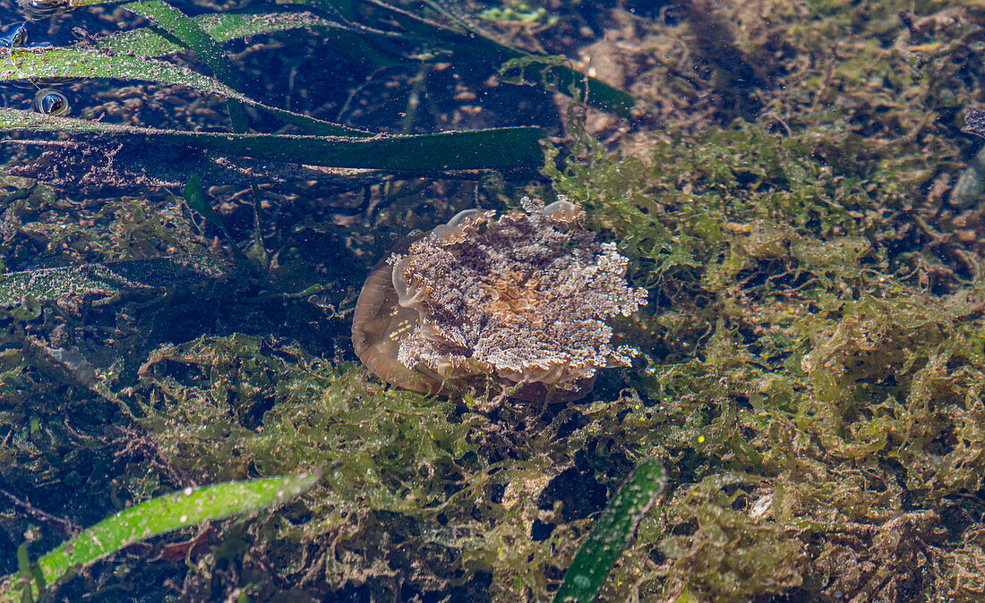 Non poisonous jelly fish, Grande Santa Cruz Island, Zamboanga, Mindanao, Philippines, Southeast Asia, Asia