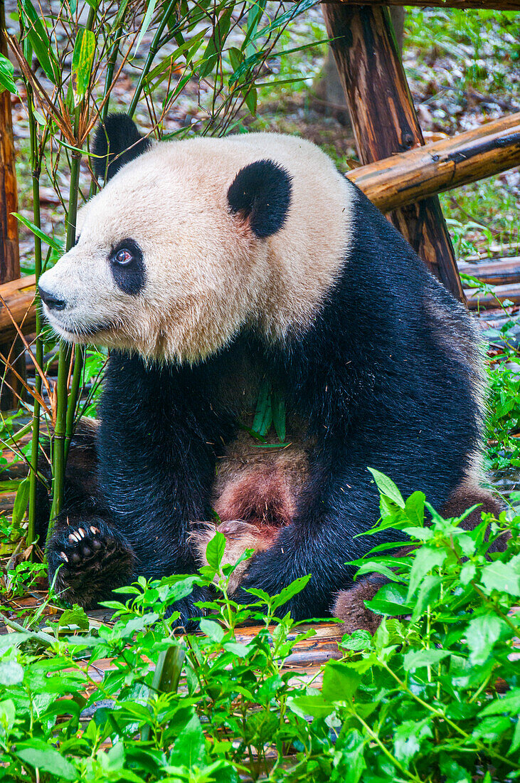 Pandabär, Chengdu, Sichuan, China, Asien