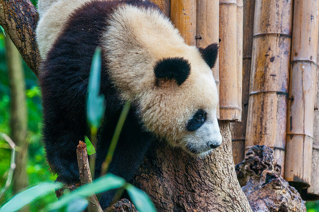 Pandabär, Chengdu, Sichuan, China, Asien