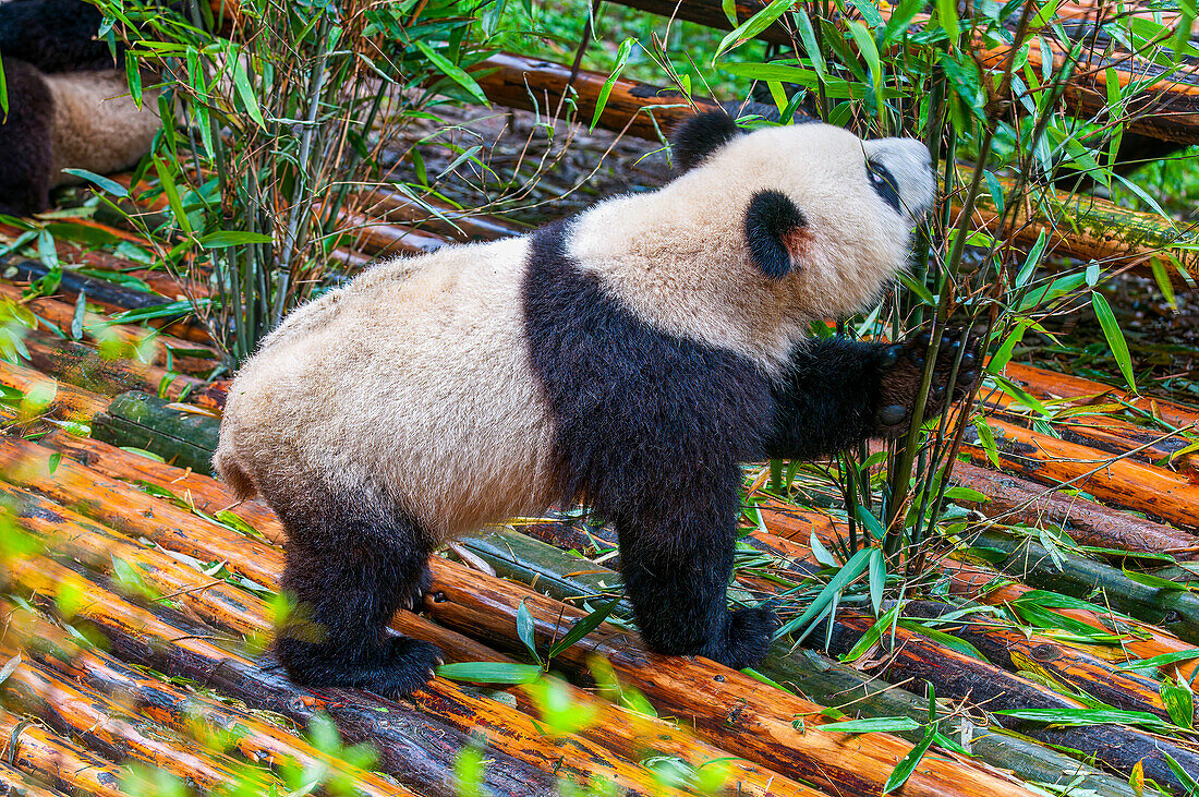 Pandabär, Chengdu, Sichuan, China, Asien