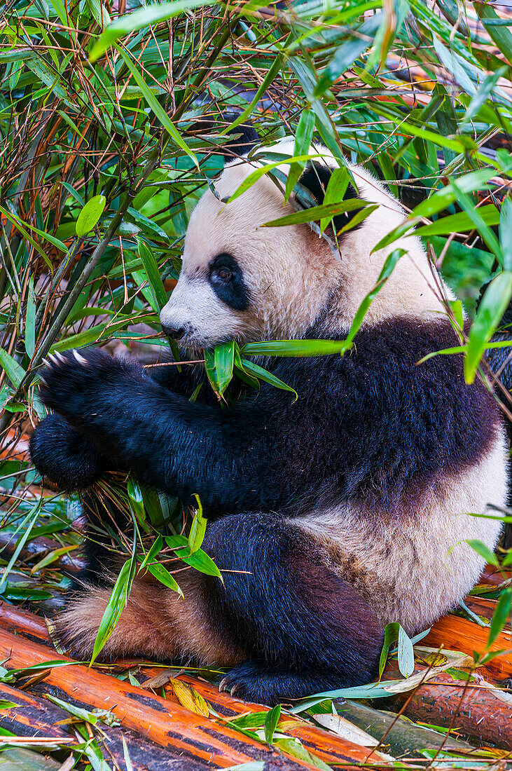 Pandabär, Chengdu, Sichuan, China, Asien