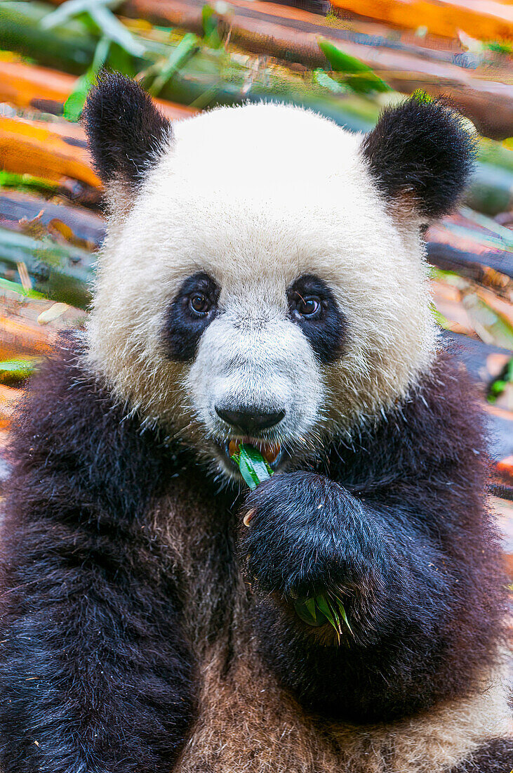 Pandabär, Chengdu, Sichuan, China, Asien