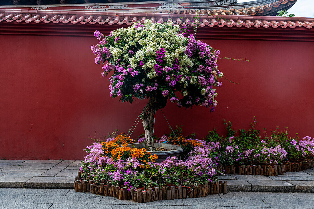 Colourful trees in the historic center of Zhangzhou, Fujian, China, Asia