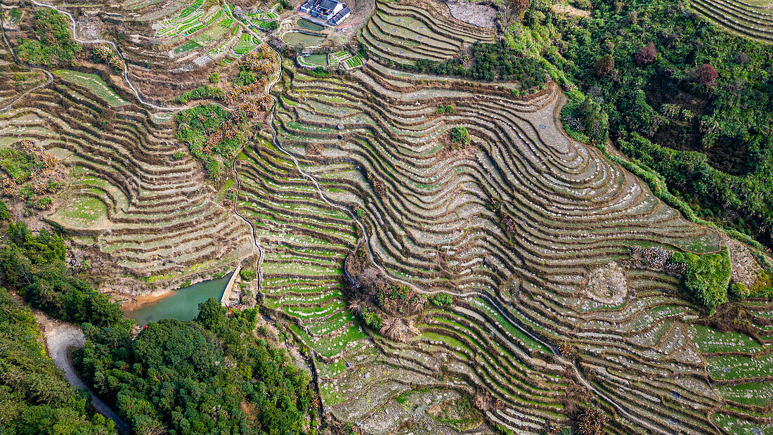 Aerial of rice terraces around Tianluokeng, UNESCO World Heritage Site, Fujian Tulou, rural dwelling of the Hakka, Fujian, China, Asia