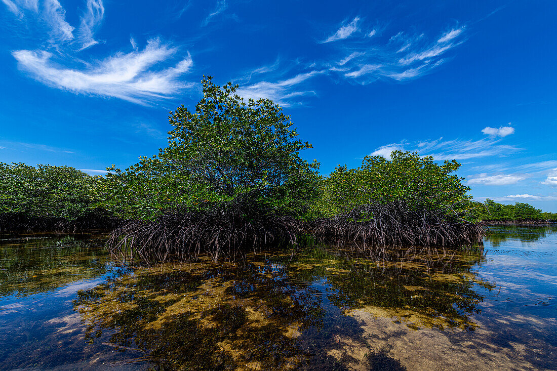 Sümpfe in Grande Santa Cruz Island, Zamboanga, Mindanao, Philippinen, Südostasien, Asien