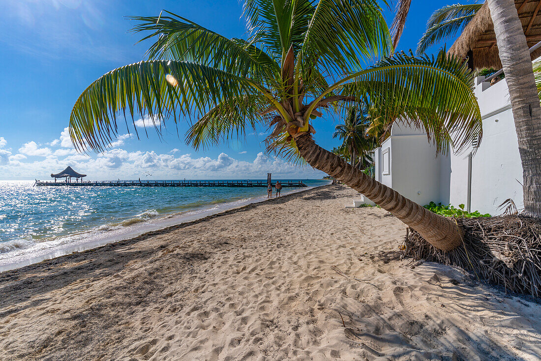 Blick auf Palmen am Strand von Puerto Morelos, Karibikküste, Yucatan-Halbinsel, Riviera Maya, Mexiko, Nordamerika