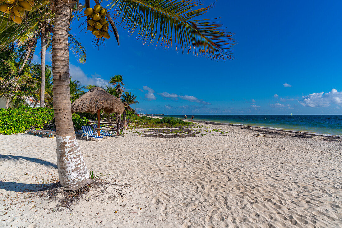 Blick auf Sonnenliegen und Palmen am Strand von Puerto Morelos, Karibikküste, Yucatan-Halbinsel, Riviera Maya, Mexiko, Nordamerika