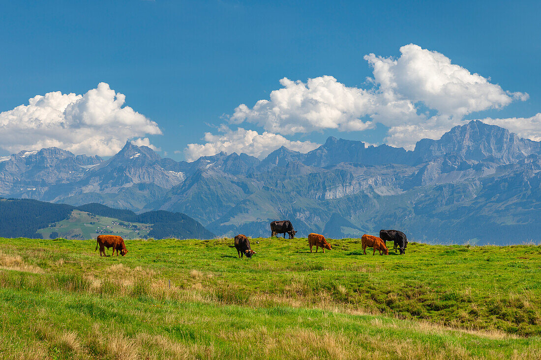 Cows on Niederbauen Mountain, Lake Lucerne, Canton Uri, Switzerland, Europe