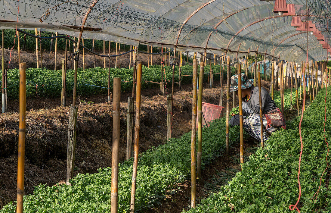 Karen-Bauern des ersten Volkes bei der Arbeit in einem Obst- und Blumenpolytunnel in der Provinz Mae Hong Son, Thailand, Südostasien, Asien