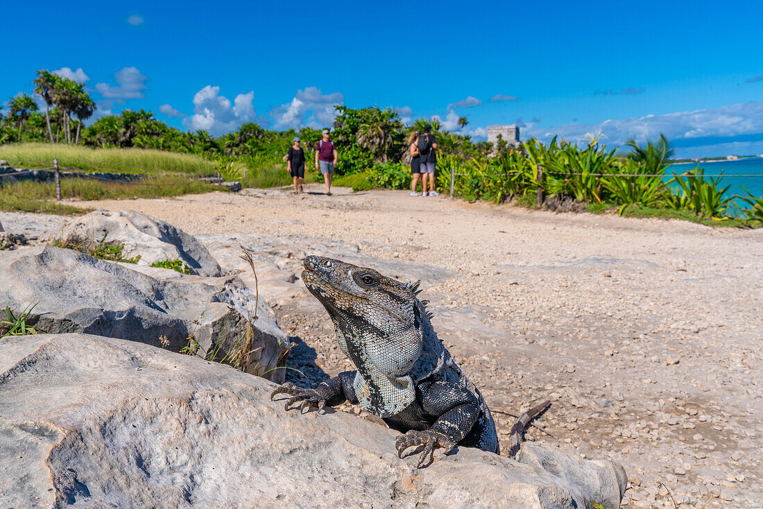 Blick auf Leguan und Touristen bei Maya-Tempelruinen, Tulum, Quintana Roo, Karibikküste, Halbinsel Yucatan, Riviera Maya, Mexiko, Nordamerika