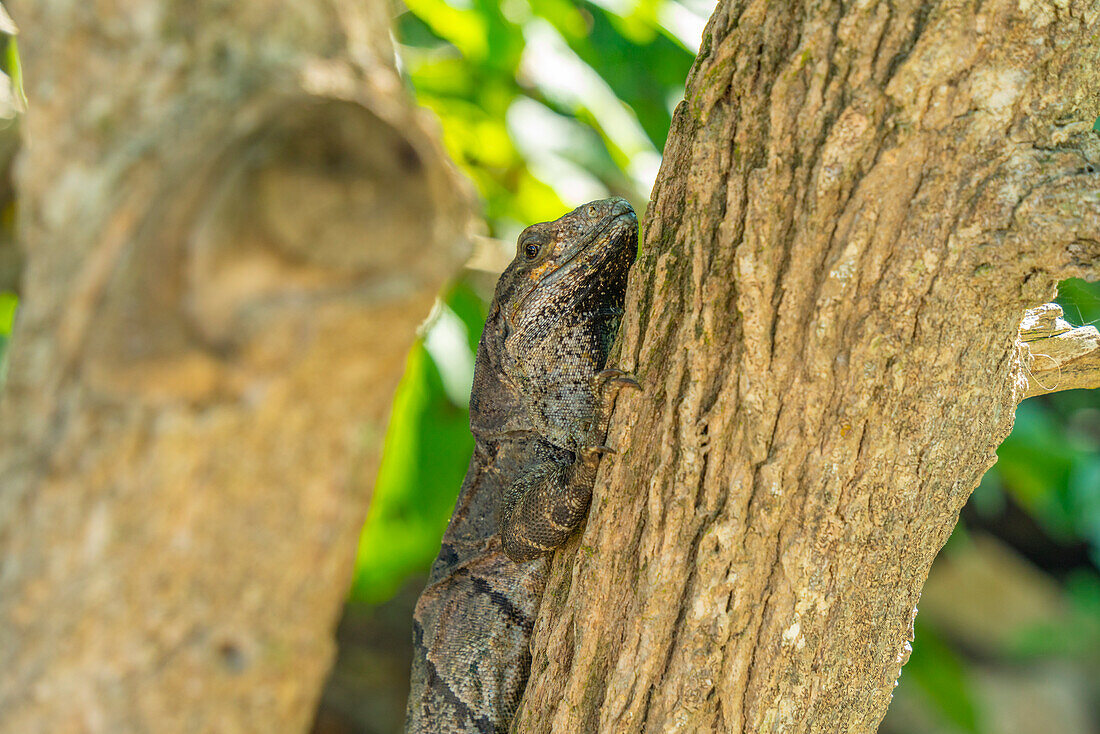 Blick auf einen großen Leguan, Tulum, Quintana Roo, Karibikküste, Yucatan-Halbinsel, Riviera Maya, Mexiko, Nordamerika