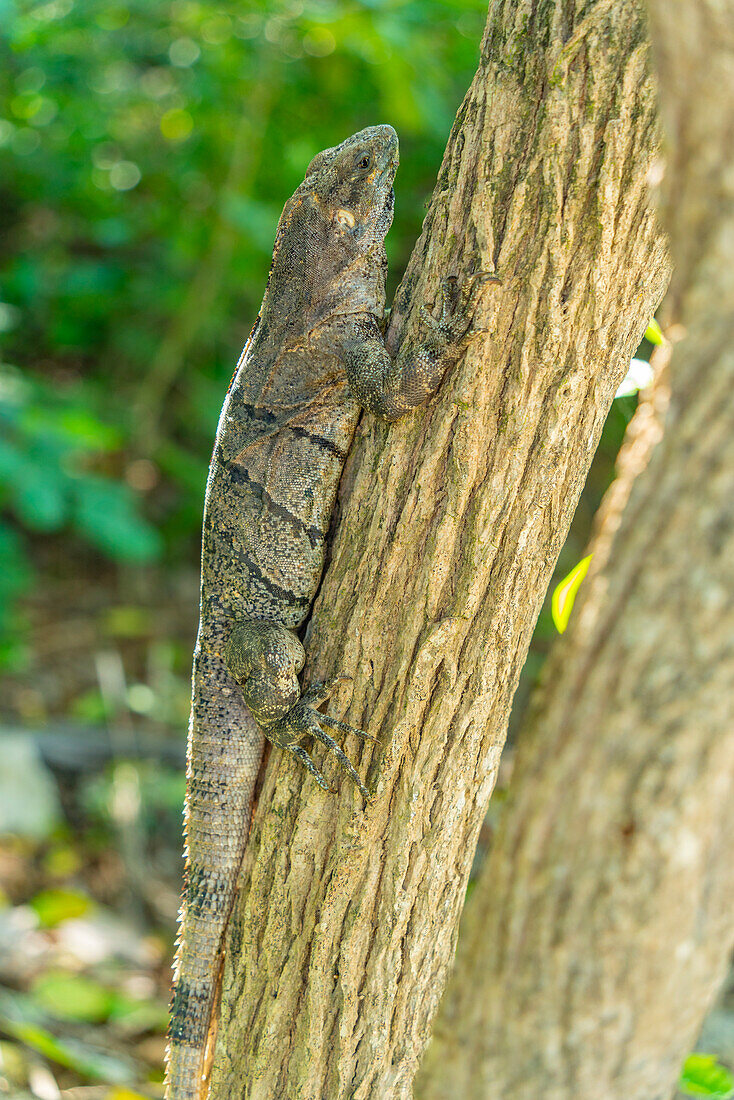 View of large iguana, Tulum, Quintana Roo, Caribbean Coast, Yucatan Peninsula, Riviera Maya, Mexico, North America