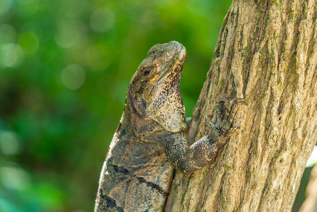 Blick auf einen großen Leguan, Tulum, Quintana Roo, Karibikküste, Yucatan-Halbinsel, Riviera Maya, Mexiko, Nordamerika