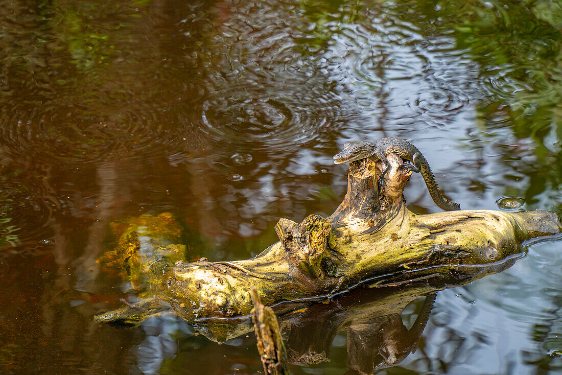 View of baby crocodile in swamp near Puerto Morelos, Quintana Roo, Caribbean Coast, Yucatan Peninsula, Riviera Maya, Mexico, North America