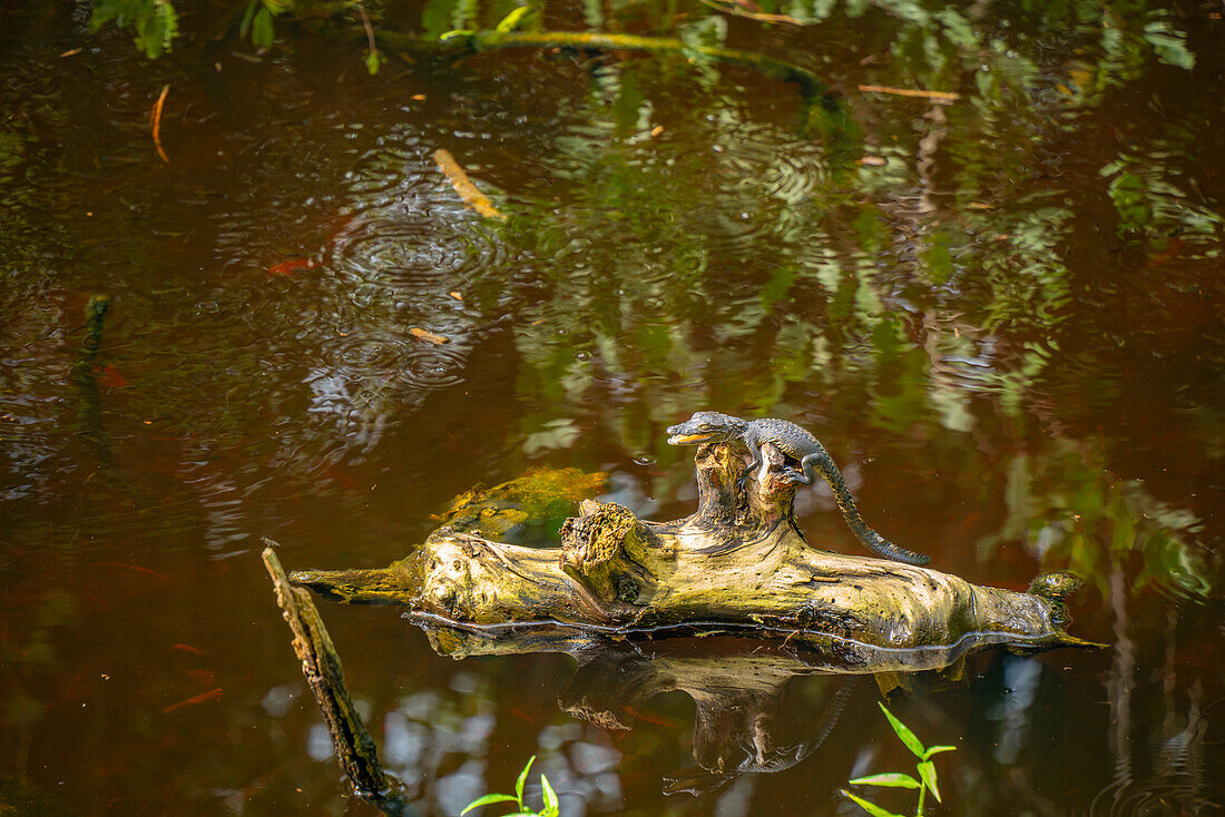 View of baby crocodile in swamp near Puerto Morelos, Caribbean Coast, Quintana Roo, Caribbean Coast, Yucatan Peninsula, Riviera Maya, Mexico, North America