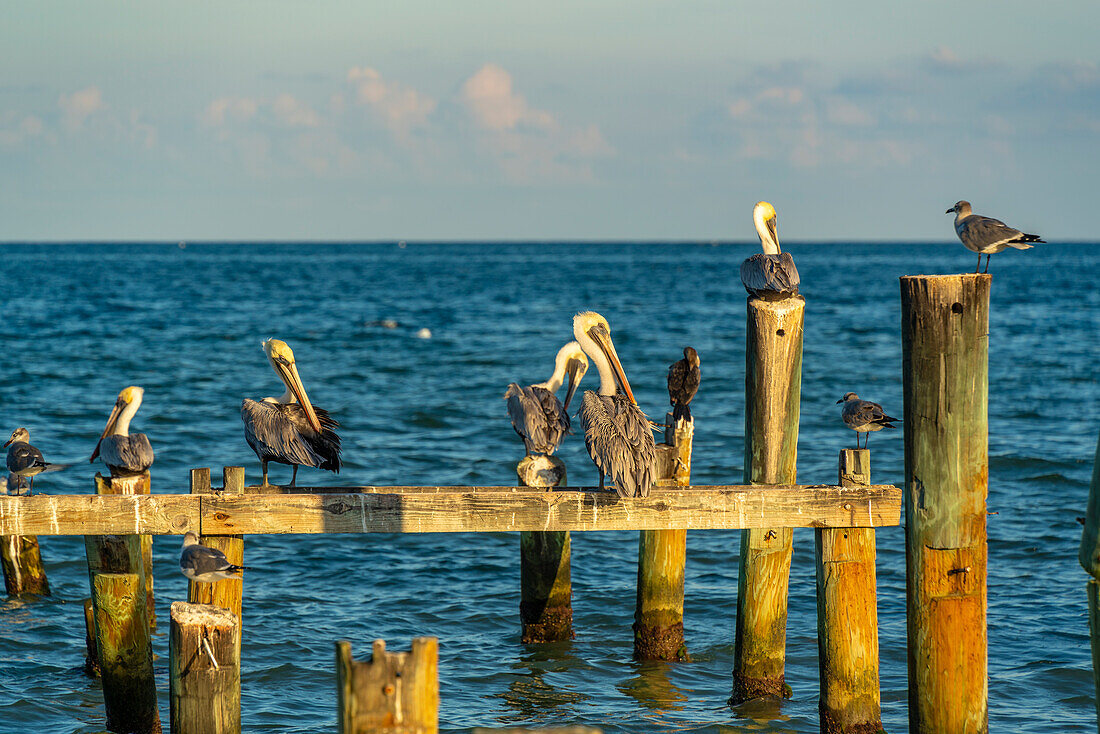 Blick auf Pelikane am Pier bei Puerto Morelos, Karibikküste, Yucatan-Halbinsel, Riviera Maya, Mexiko, Nordamerika