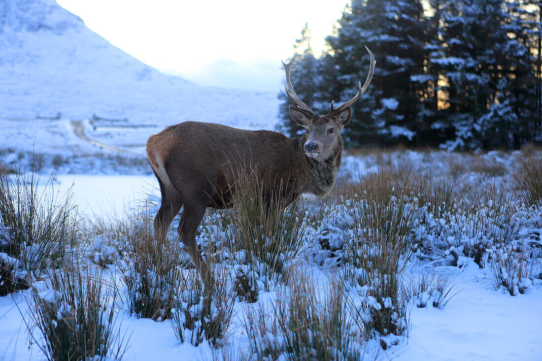 Hirsch, Rannoch Moor, Highland, Schottland, Vereinigtes Königreich, Europa