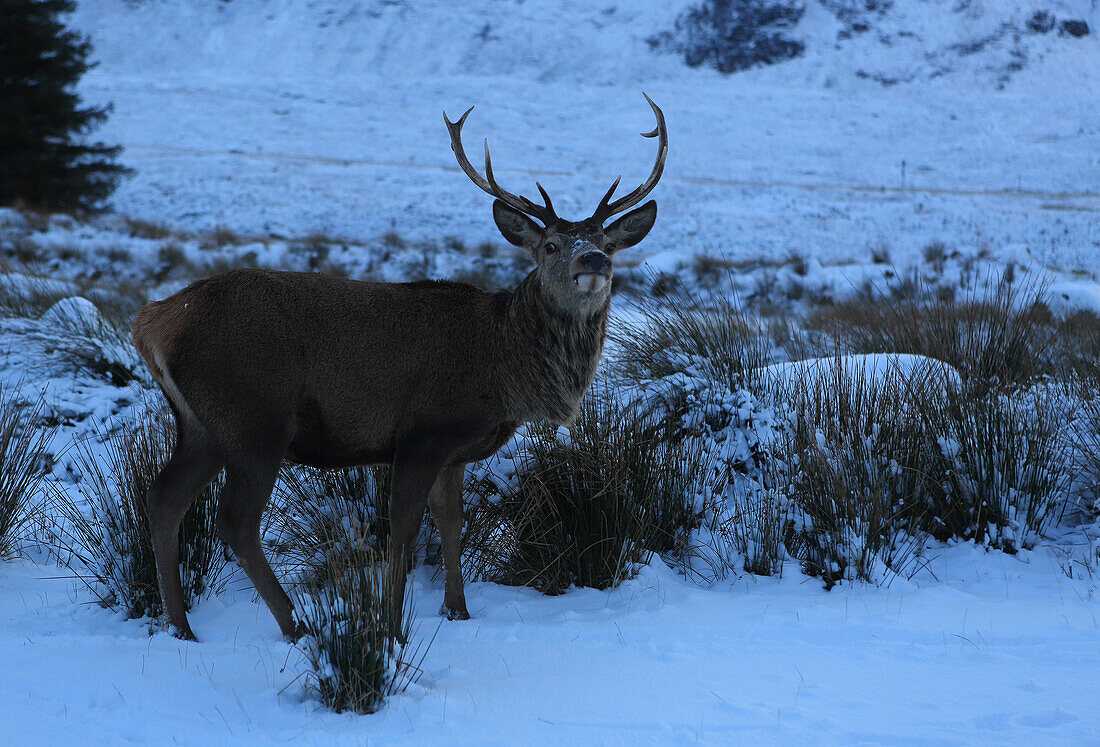 Hirsch, Rannoch Moor, Highland, Schottland, Vereinigtes Königreich, Europa