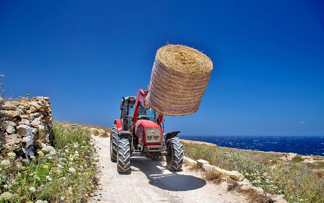 Traktor mit Heuballen in der Nähe der Xwejni-Bucht, Gozo, Malta, Mittelmeerraum, Europa