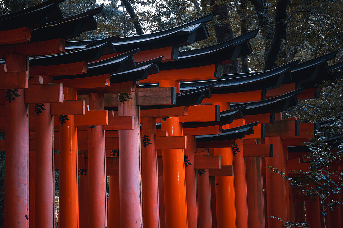 Die roten Torii-Tore am Fushimi Inari Taisha-Schrein in Kyoto, Honshu, Japan, Asien