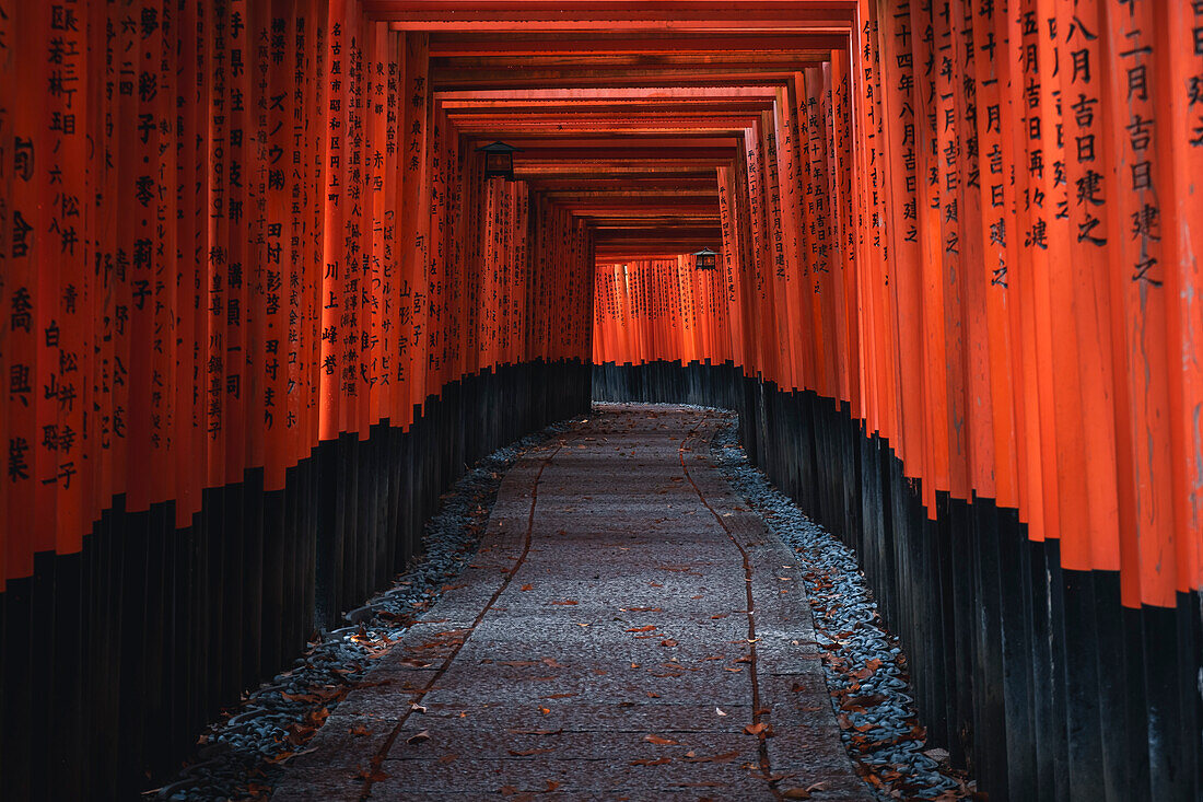 Der Tunnel des roten Torii-Tors am Fushimi Inari Taisha-Schrein in Kyoto, Honshu, Japan, Asien