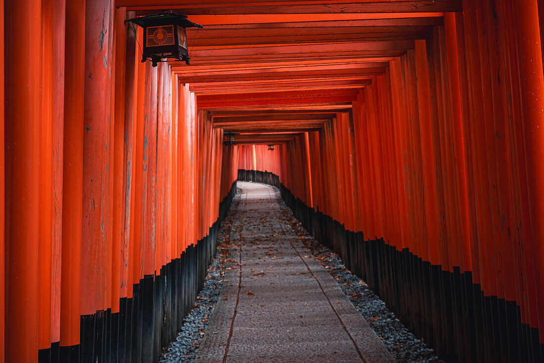 The red Torii Gates tunnel at Fushimi Inari Taisha shrine in Kyoto, Honshu, Japan, Asia