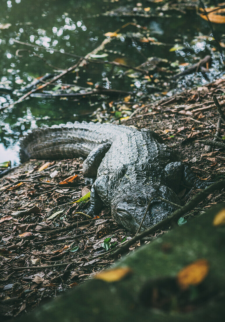 An imposing alligator is captured lounging on the leaf-strewn bank of a river, surrounded by thick greenery, in a natural habitat in Recreio dos Bandeirantes, Rio de Janeiro, Brazil, South America