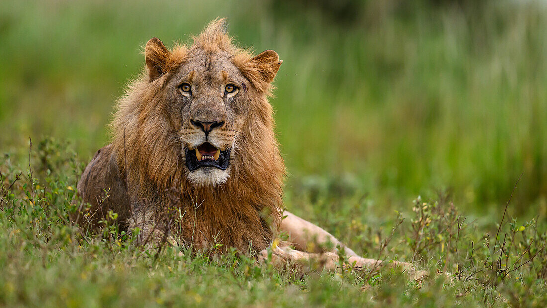 Lions, South Africa, Africa