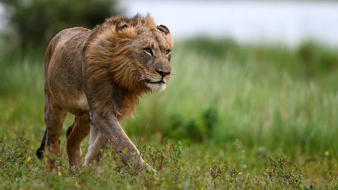 Lions, South Africa, Africa