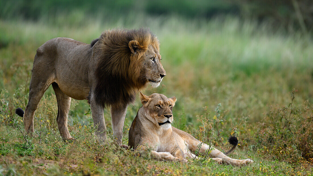 Lion with mate, South Africa, Africa