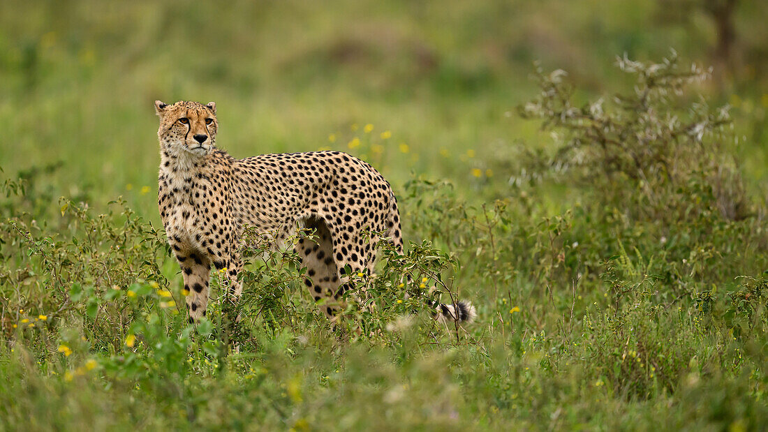 Gepard, Südafrika, Afrika