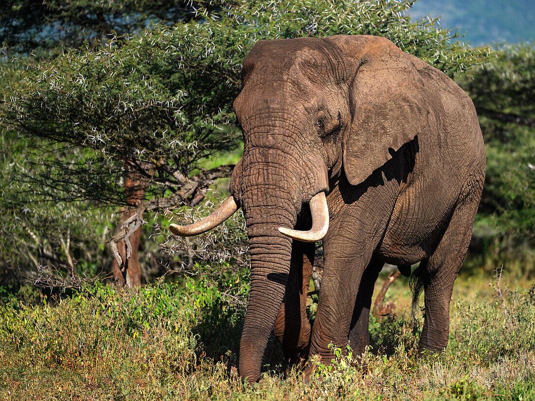 Großer Elefantenbulle, Südafrika, Afrika