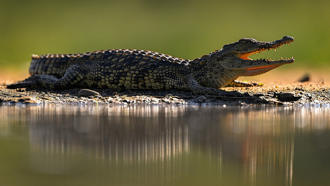 Krokodil, Süd-Afrika, Afrika