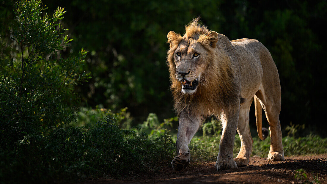 Männlicher Löwe, Südafrika, Afrika