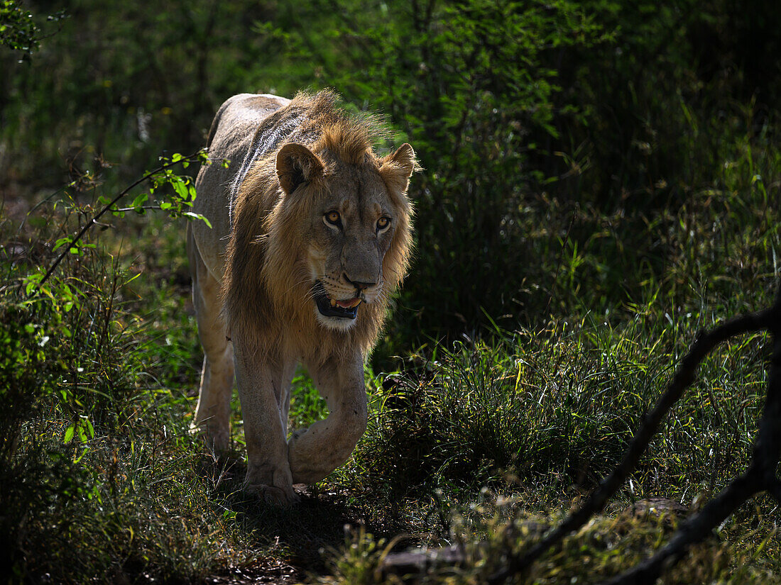 Male Lion, South Africa, Africa