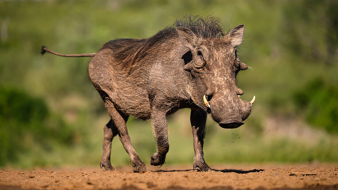 Warzenschwein, Süd-Afrika, Afrika