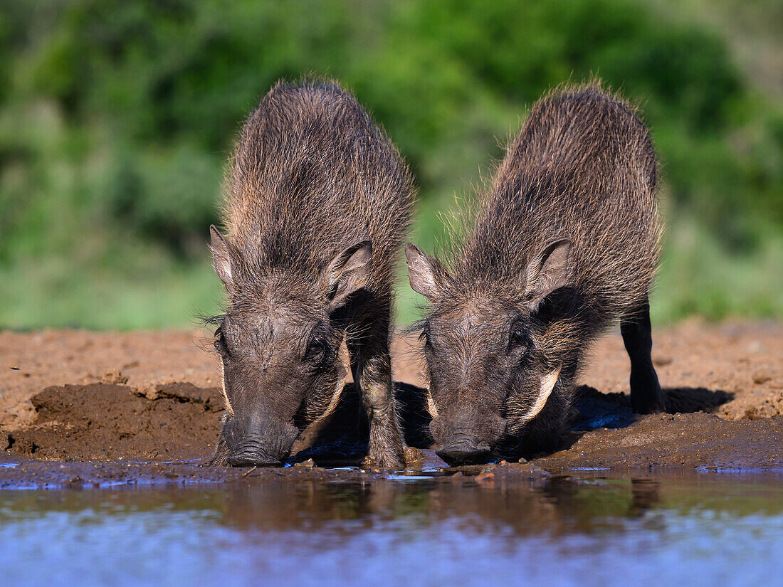 Junge Warzenschweine beim Trinken, Südafrika, Afrika