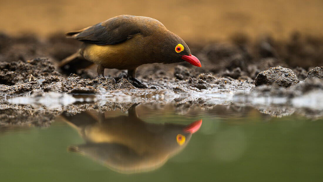 Red Billed Oxpecker, South Africa, Africa