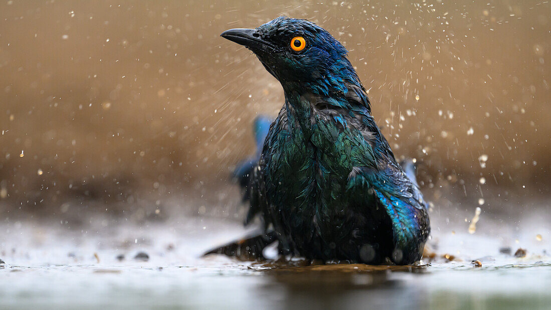 Cape Glossy Starling beim Baden, Südafrika, Afrika