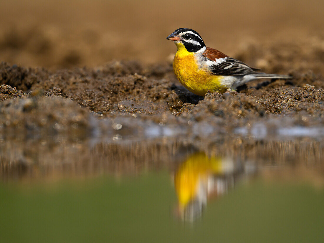 Golden Breasted Bunting, South Africa, Africa