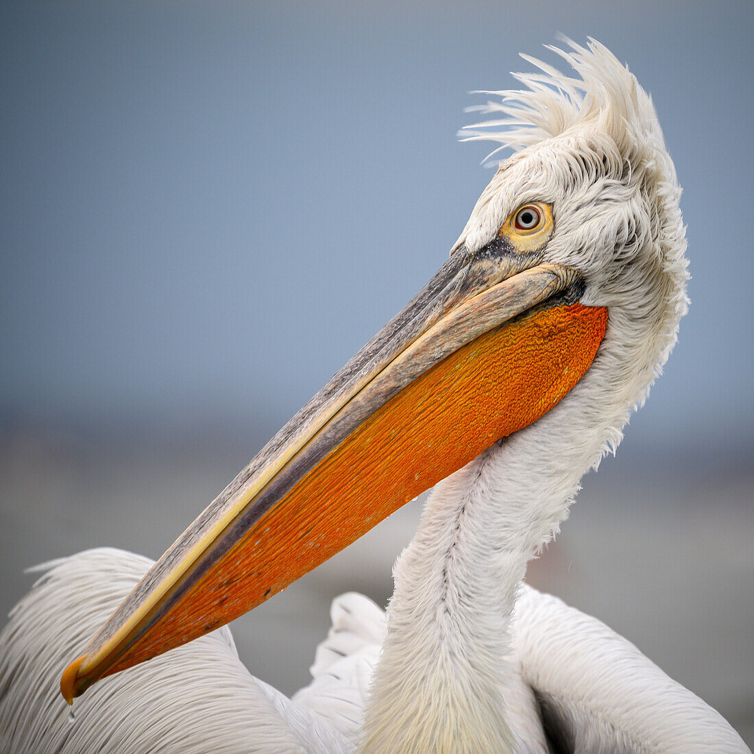 Dalmation Pelican, Lake Kerkini, Central Macdonia, Greece, Europe