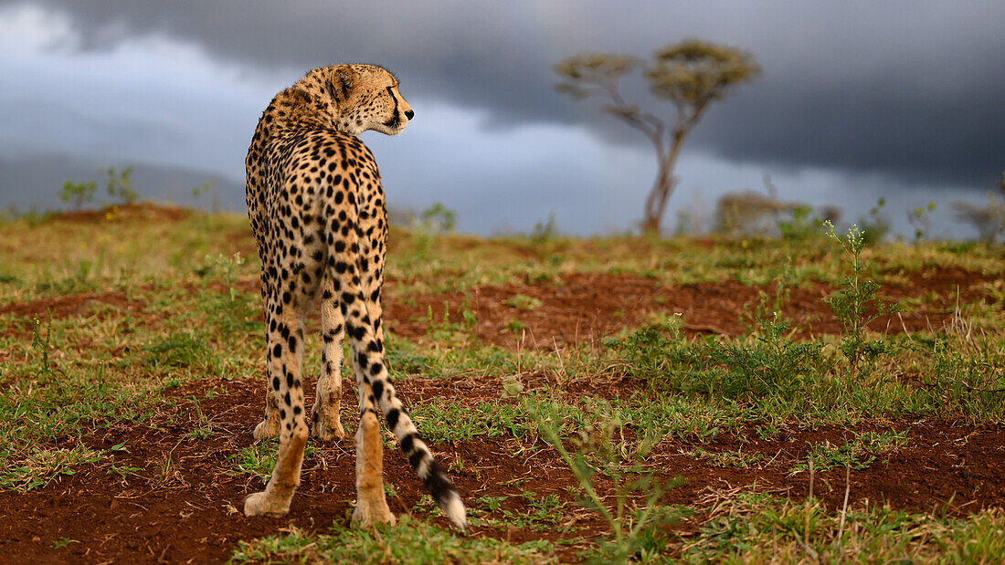 Gepard, Südafrika, Afrika