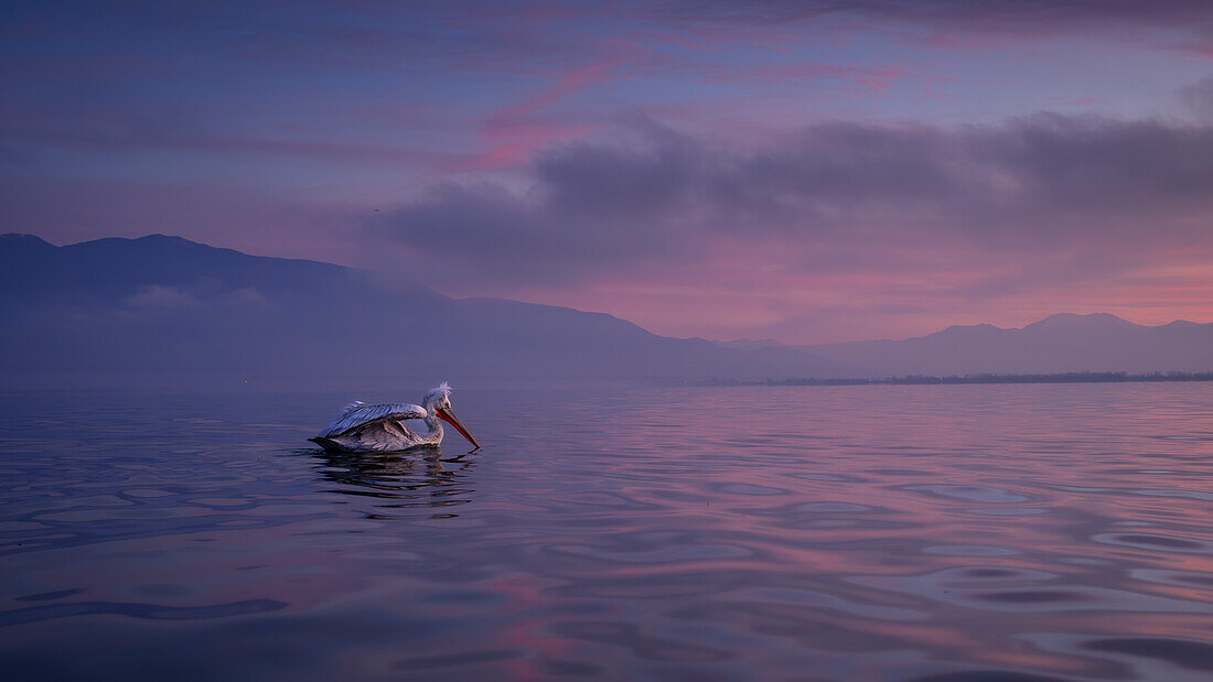 Dalmation Pelican, Lake Kerkini, Central Macdonia, Greece, Europe