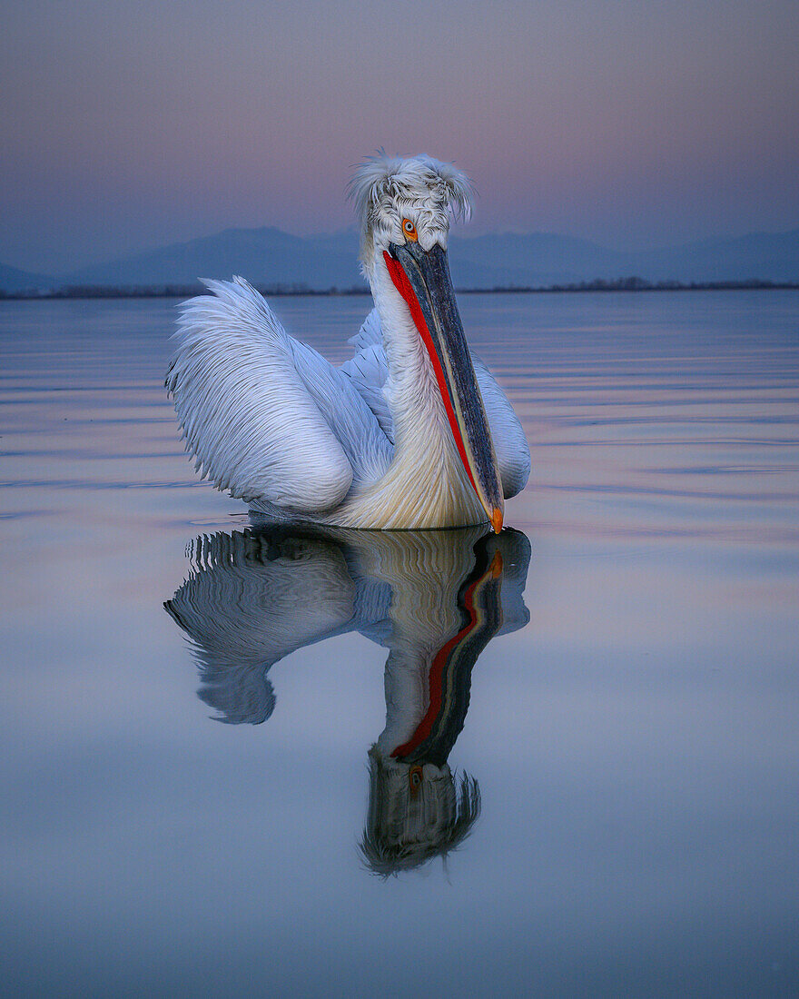 Dalmation Pelican, Lake Kerkini, Central Macdonia, Greece, Europe