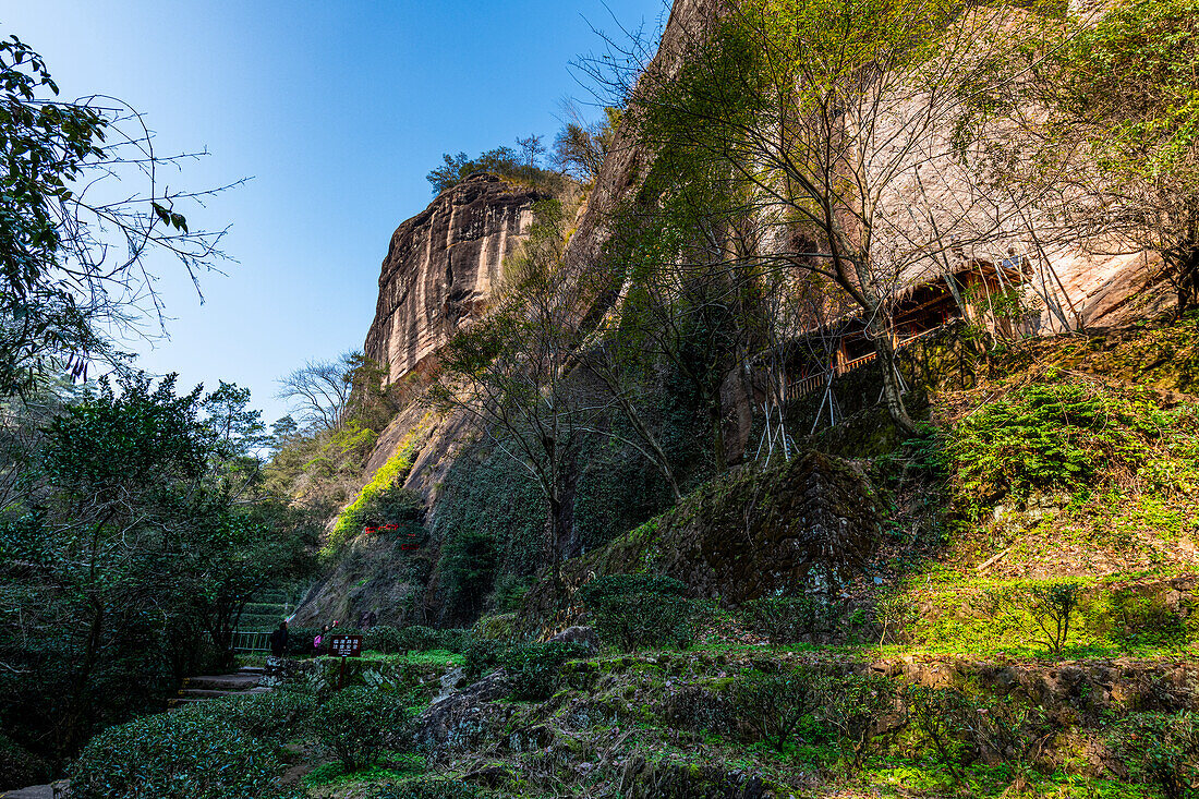 Baumplantagen, Wuyi-Gebirge, UNESCO-Welterbe, Fujian, China, Asien