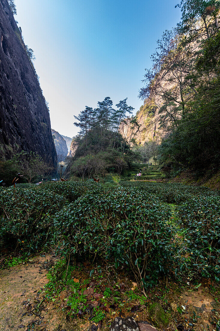 Tree plantations, Wuyi Mountains, UNESCO World Heritage Site, Fujian, China, Asia