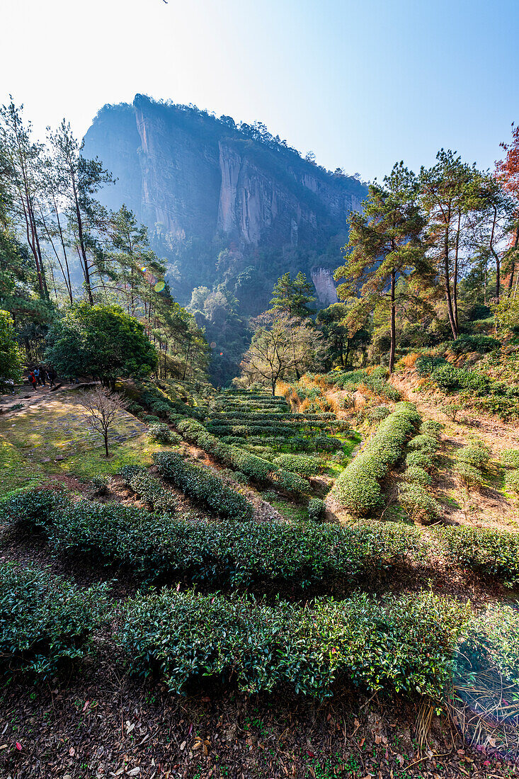 Tree plantations, Wuyi Mountains, UNESCO World Heritage Site, Fujian, China, Asia