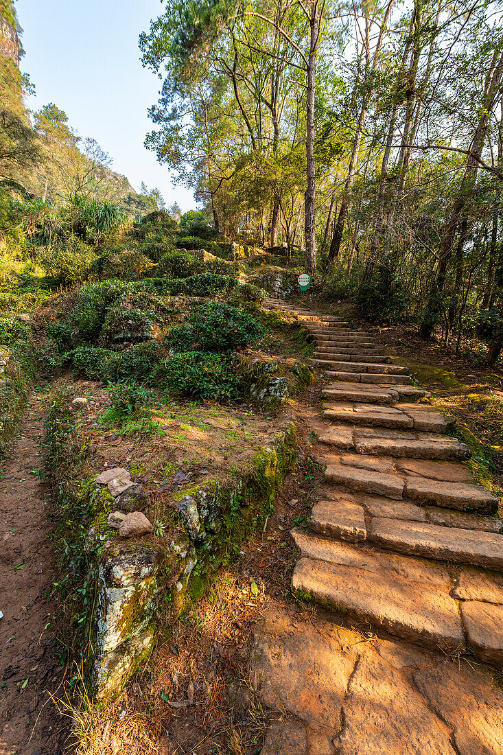 Schritte auf einem Pfad, Wuyi-Gebirge, UNESCO-Welterbe, Fujian, China, Asien